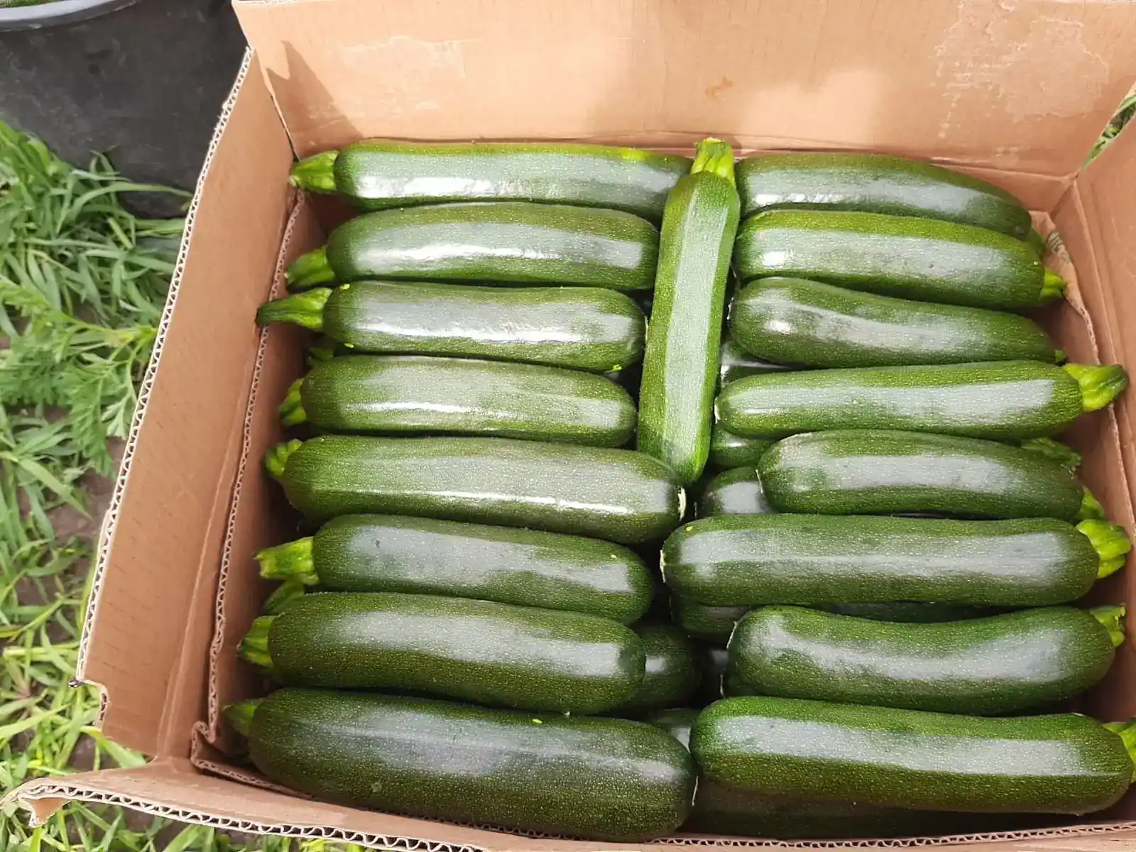 Perevozka kabachkov